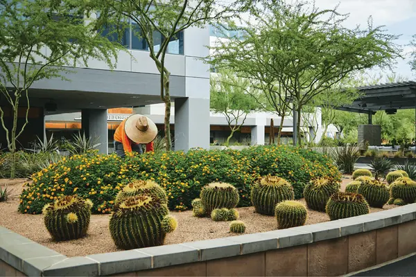 Crew member tending a raised bed of golden barrel cactus in front of an office building