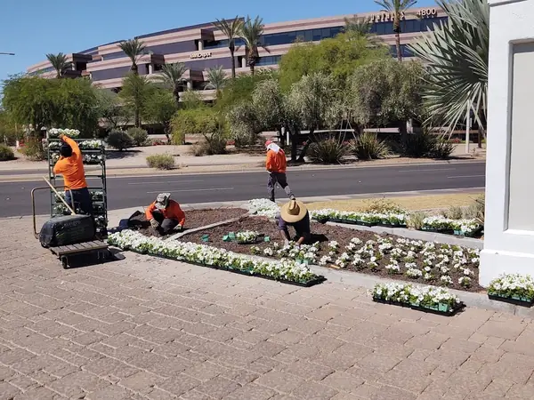 Crew planting rows of white seasonal flowers in a planter bed at an office plaza