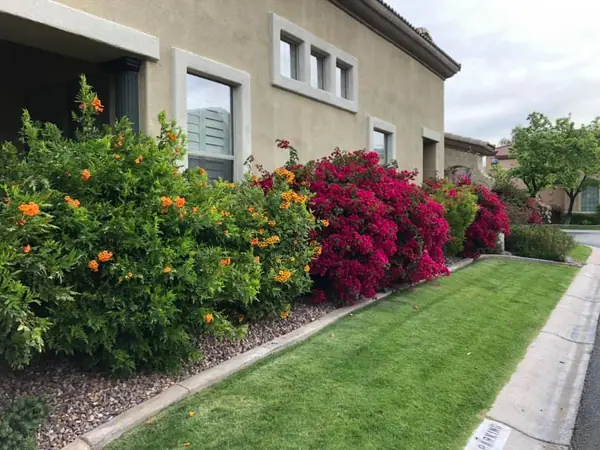 Orange and magenta flowering shrubs above a strip of green lawn beside a building