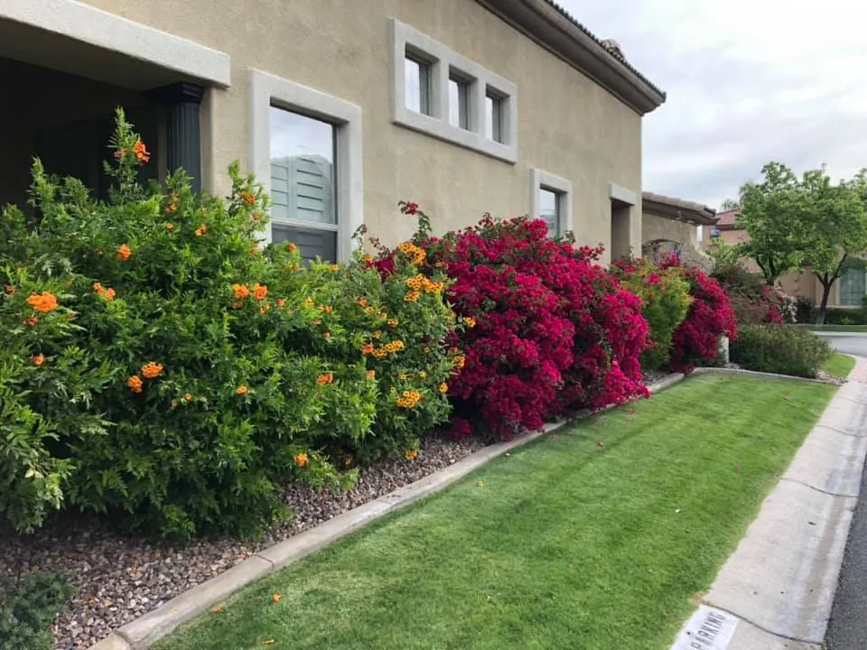 Orange and magenta flowering shrubs above a strip of green lawn beside a building