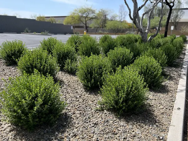 Rows of naturally pruned green shrubs in a gravel bed next to a parking lot
