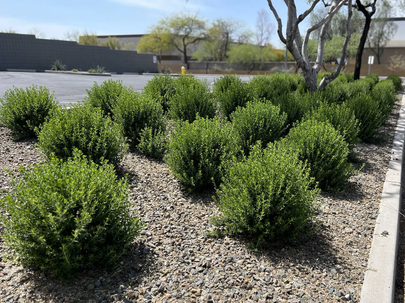 Rows of naturally pruned green shrubs in a gravel bed next to a parking lot