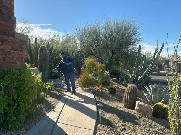 Encore technician spraying pre-emergent along a walkway through a desert garden of saguaro, barrel cactus and agave