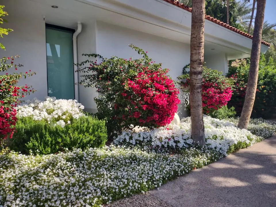 Beds of white flowers and bright pink bougainvillea along a white building