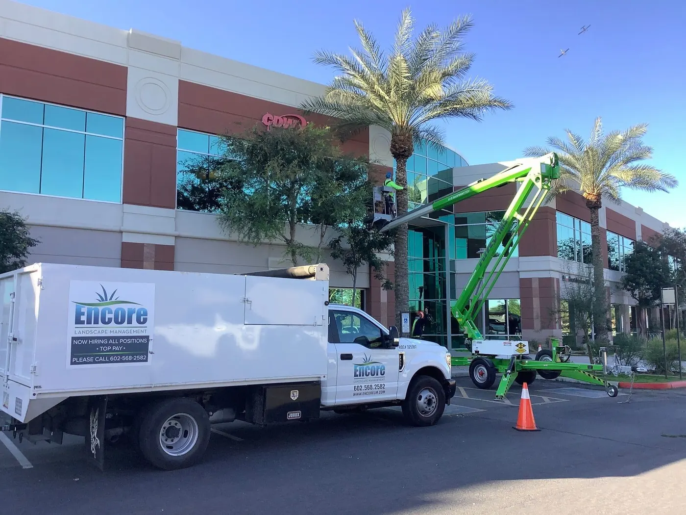 Encore tree-care truck and a green aerial lift working on palms at an office building